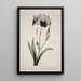 Iris japonais Grand Iris bleu - John Edwards — oprawiony obraz na ścianie