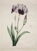Iris japonais Grand Iris bleu - John Edwards — widok dzieła