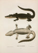Aligator z Missisipi - John Edwards Holbrook — widok dzieła