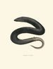 Amphiuma tridactyla - John Edwards Holbrook — widok dzieła