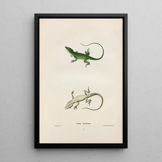 John Edwards Holbrook - Anolius Carolinensis.webp