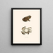 Bufo lentiginosus - John Edwards Holbrook — oprawiony obraz na ścianie