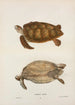 Żółwia zielonego Chelonia mydas - John Edwards Holbrook — widok dzieła