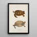 Żółwia zielonego Chelonia mydas - John Edwards Holbrook — oprawiony obraz na ścianie