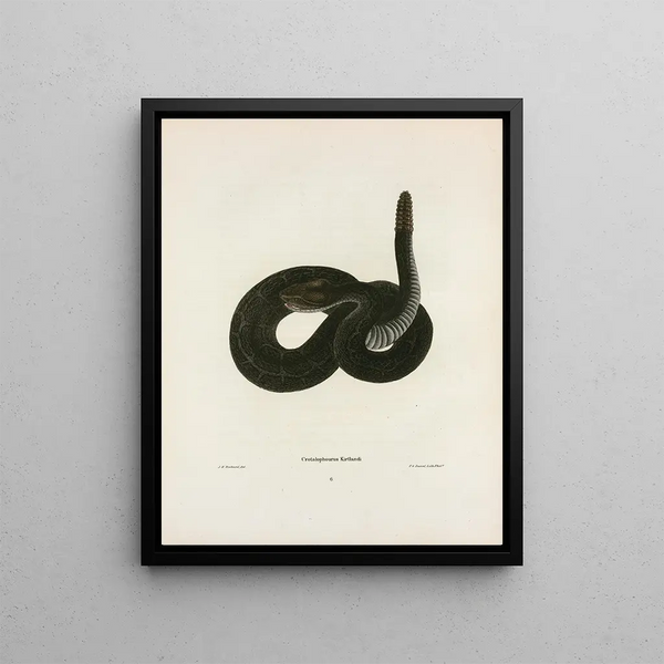 John Edwards Holbrook - Crotalophorus Kirtlandi.webp