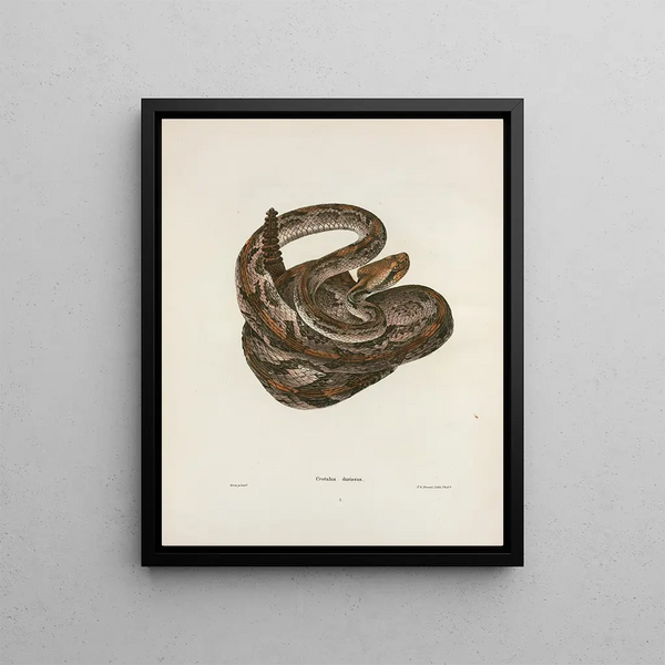 John Edwards Holbrook - Crotalus durissus.webp