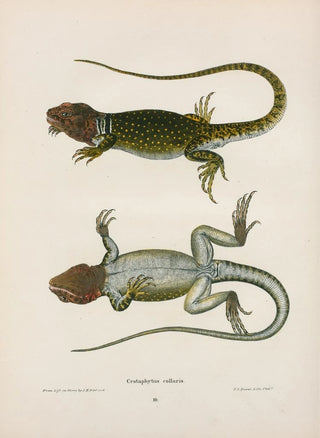 John Edwards Holbrook - Crotaphytus collaris.webp