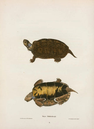 John Edwards Holbrook - Emys Mobilensis.webp
