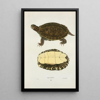 John Edwards Holbrook - Emys concinna.webp