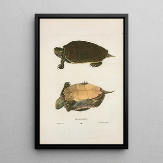 John Edwards Holbrook - Emys georgaphica.webp