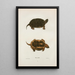 Tortue ponctuée - John Edwards Holbrook — oprawiony obraz na ścianie