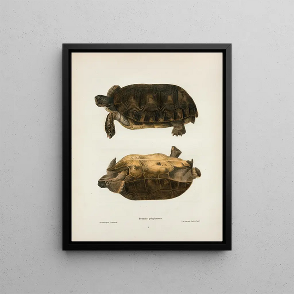 John Edwards Holbrook - Emys rubriventris.webp