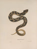 Heterodon platirhinos 2 - John Edwards Holbrook — widok dzieła