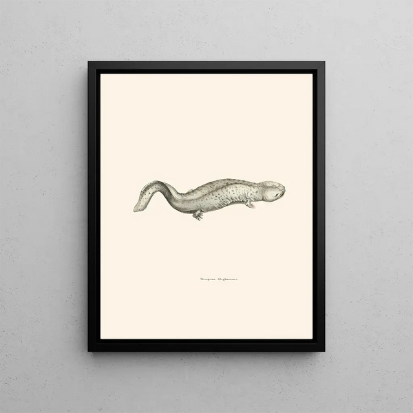 John Edwards Holbrook - Menopoma Alleghanensis.webp