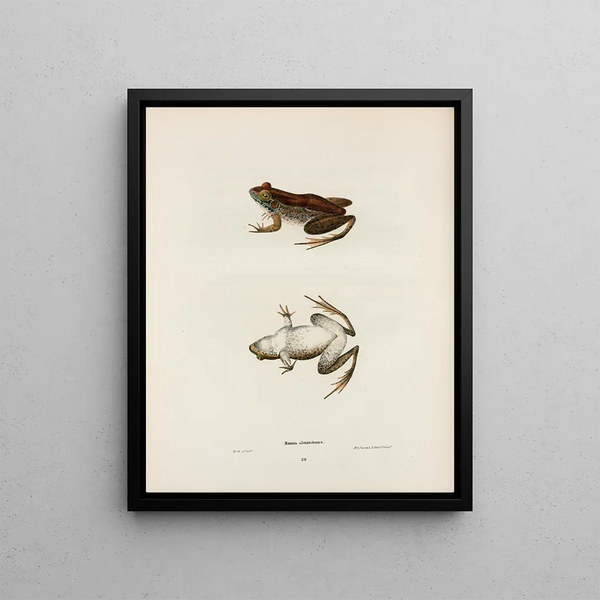John Edwards Holbrook - Rana clamitans.webp