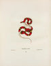 Rhinostoma coccinea - John Edwards Holbrook — widok dzieła