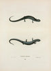 Salamandre granuleuse - John Edwards Holbrook — widok dzieła
