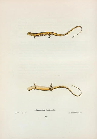 John Edwards Holbrook - Salamandra longicauda.webp