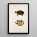 Tortue odorante - John Edwards Holbrook — oprawiony obraz na ścianie