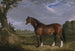 Un étalon Clydesdale - John Frederick Herring l'Ancien — widok dzieła