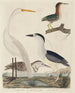 Zielony heron, bihoreau, młody heron i duży biały heron - John G. Warnicke — widok dzieła