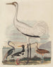 Heron z Luizjany, ostrygojada, żuraw, czapla i kulbak długi dziób - John G. Warnicke — widok dzieła