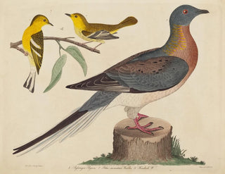 John G Warnicke - Passenger Pigeon Bluemountain Warbler and Hemlock Warbler.webp