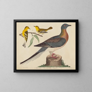 John G Warnicke - Passenger Pigeon Bluemountain Warbler and Hemlock Warbler.webp