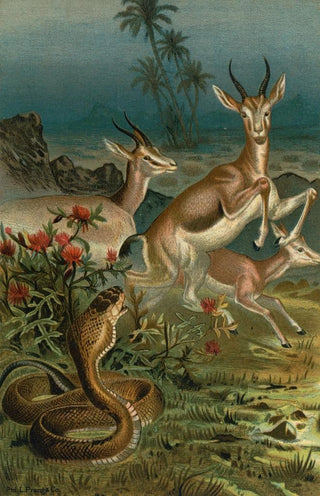 John George Wood - African Cobra or Haje and Gazelles.webp