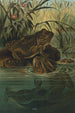 Żaba-bull - John George Wood — widok dzieła