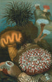 Anemony morskie - John George Wood — widok dzieła