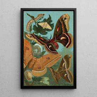 John George Wood - SilkWorm and Moths.webp