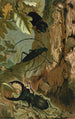 Lucane et longicorne - John George Wood — widok dzieła