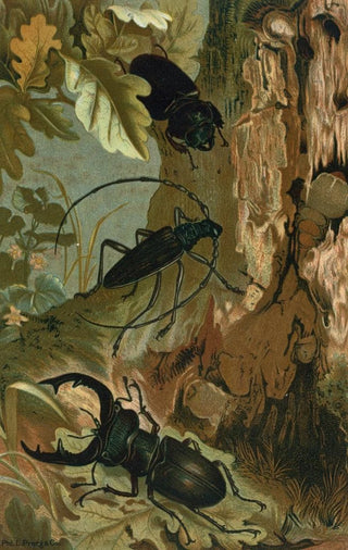 John George Wood - Stag Beetle and Longicorn Beetle.webp