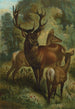 jelenia - John George Wood — widok dzieła