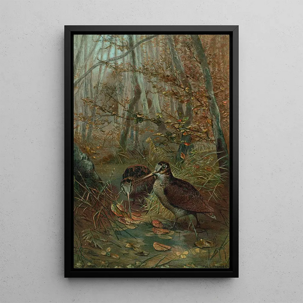 John George Wood - Woodcock.webp