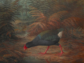John Gerrard Keulemans - A moho takahe Notornis mantelli.webp