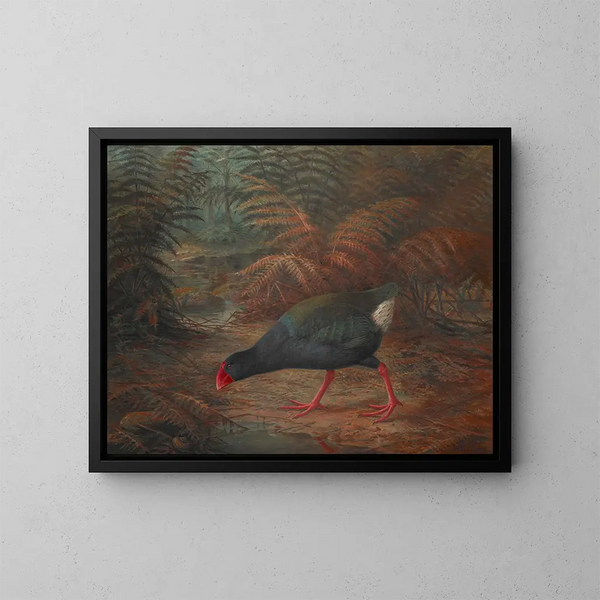 Un moho takahe Notornis mantelli - John Gerrard Keulemans — oprawiony obraz na ścianie