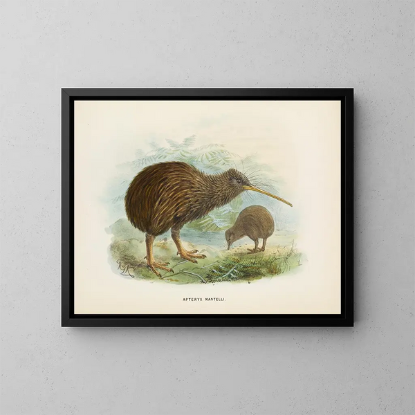 Apteryx de Mantell - John Gerrard Keulemans — oprawiony obraz na ścianie