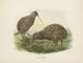 Apteryx oweni - John Gerrard Keulemans — widok dzieła