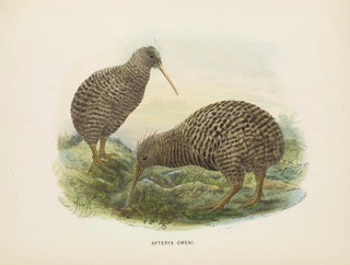 Apteryx oweni - John Gerrard Keulemans — widok dzieła