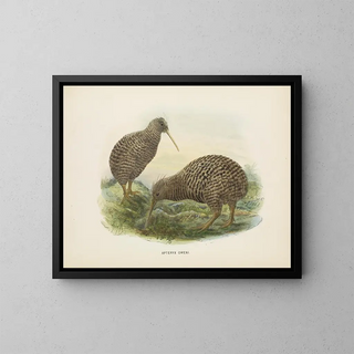 Apteryx oweni - John Gerrard Keulemans — oprawiony obraz na ścianie
