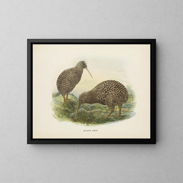 Apteryx oweni - John Gerrard Keulemans — oprawiony obraz na ścianie