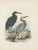 Ardea sacra et Ardea hollandiae - John Gerrard Keulemans — widok dzieła