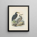 Ardea sacra et Ardea hollandiae - John Gerrard Keulemans — oprawiony obraz na ścianie