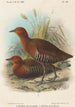 ptaków Filipin - John Gerrard Keulemans — widok dzieła