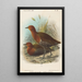 ptaków Filipin - John Gerrard Keulemans — oprawiony obraz na ścianie
