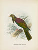 Carpophaga de Nouvelle-Zélande - John Gerrard Keulemans — widok dzieła