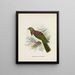 Carpophaga de Nouvelle-Zélande - John Gerrard Keulemans — oprawiony obraz na ścianie