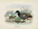 Casarca variegata samiec i samica - John Gerrard Keulemans — widok dzieła